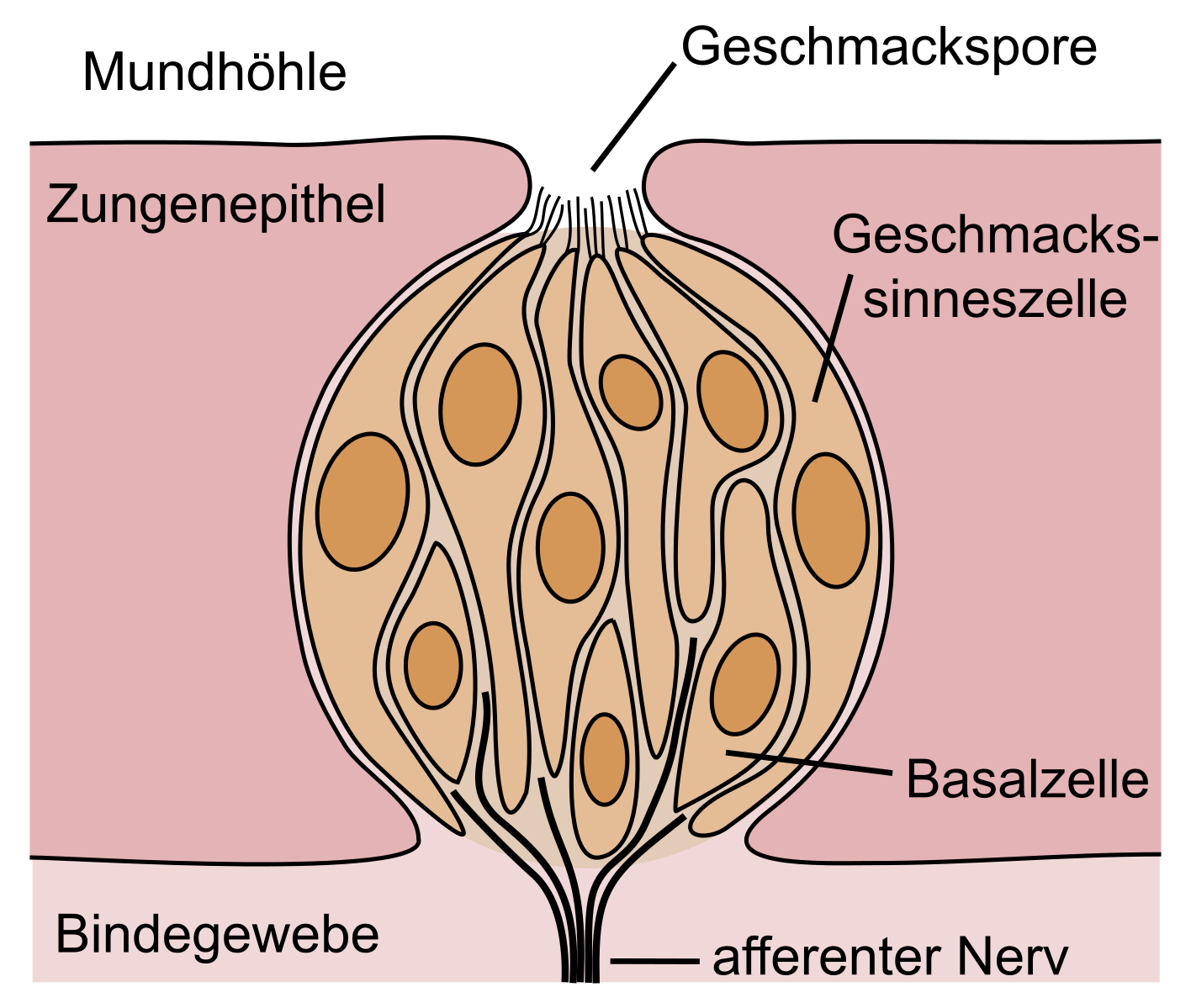 Chemische Sinne - Schmecken